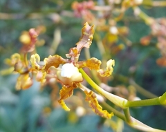 Cyrtochilum divaricatum