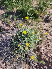 Baileya pleniradiata