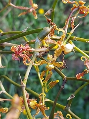 Cyrtochilum divaricatum