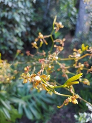 Cyrtochilum divaricatum
