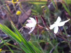 Drepanogynis pallidimargo