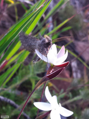 Drepanogynis pallidimargo