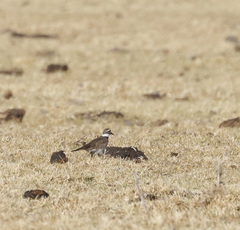 Charadrius vociferus