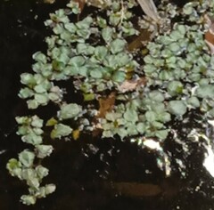 Callisia repens