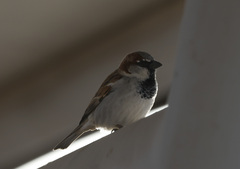 Passer domesticus