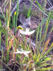 Drepanogynis pallidimargo