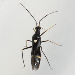 Pseudoxenetus regalis