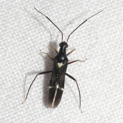 Pseudoxenetus regalis