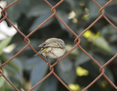 Vireo cassinii
