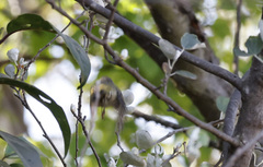 Setophaga coronata