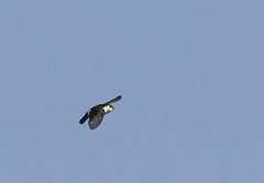 Tachycineta thalassina