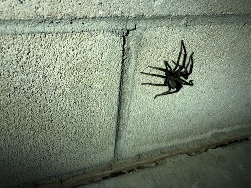 iNaturalist observation photo of Aphonopelma
