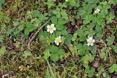 Fragaria nilgerrensis