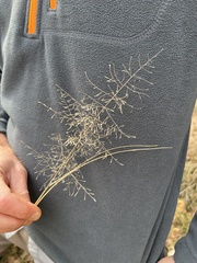 Eragrostis intermedia