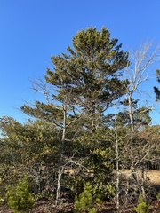 Pinus clausa
