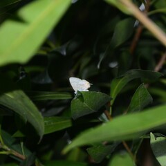 Catopyrops florinda