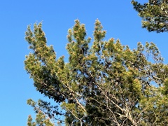 Pinus clausa