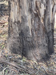 Eucalyptus lesouefii