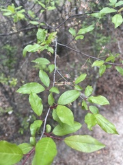 Prunus angustifolia