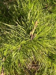 Pinus clausa