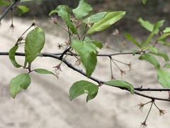 Prunus angustifolia