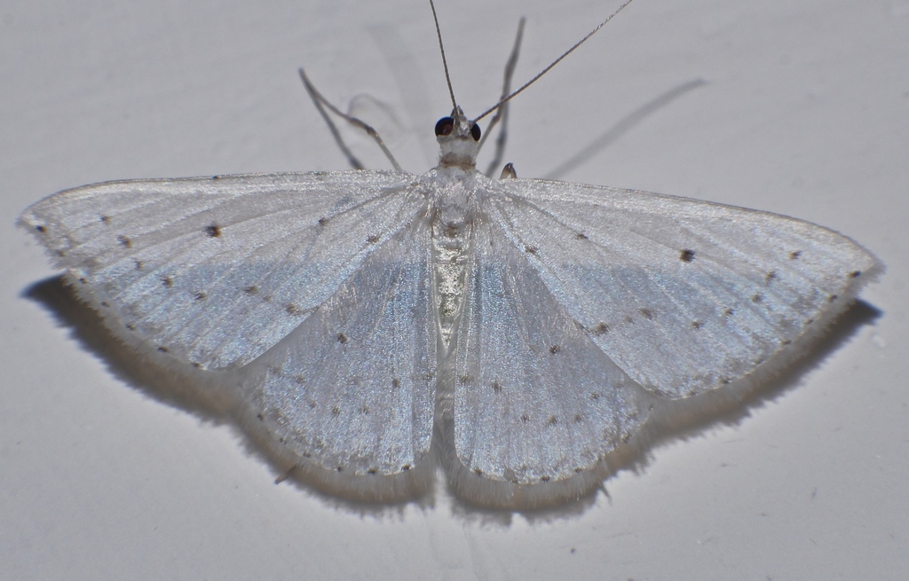 Derambila permensata