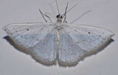 Derambila permensata