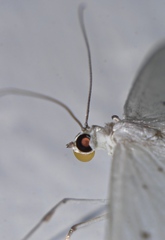 Derambila permensata