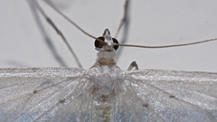 Derambila permensata