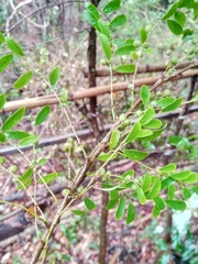 Phyllanthus casticum