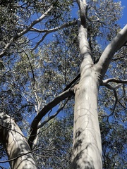 Eucalyptus lesouefii
