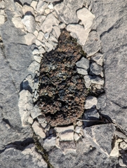 Placidium squamulosum