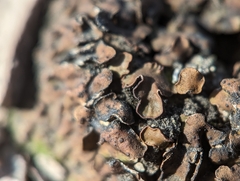 Placidium squamulosum