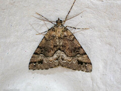 Pseudocoremia colpogramma