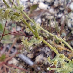 Pectocarya recurvata