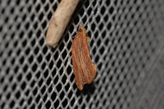 Glyphidoptera polymita