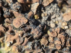 Placidium squamulosum