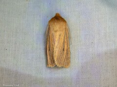 Ichneutica lissoxyla