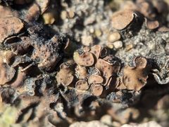 Placidium squamulosum