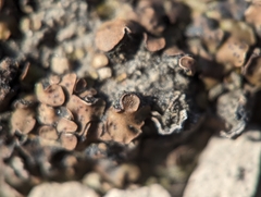 Placidium squamulosum