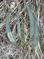 Eucalyptus lesouefii