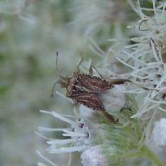 Harmostes fraterculus