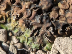 Placidium squamulosum