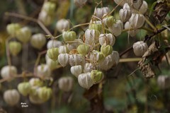 Physalis longifolia subglabrata