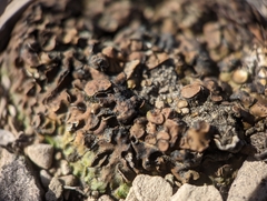 Placidium squamulosum