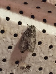 Acronicta retardata