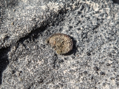 Placidium squamulosum