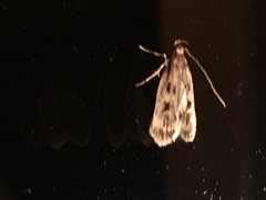 Martyringa latipennis