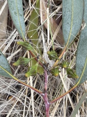 Eucalyptus lesouefii