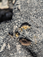 Placidium squamulosum